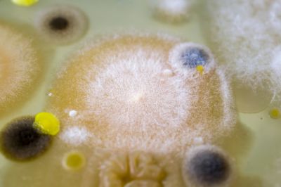 Air Quality Testing for Mold